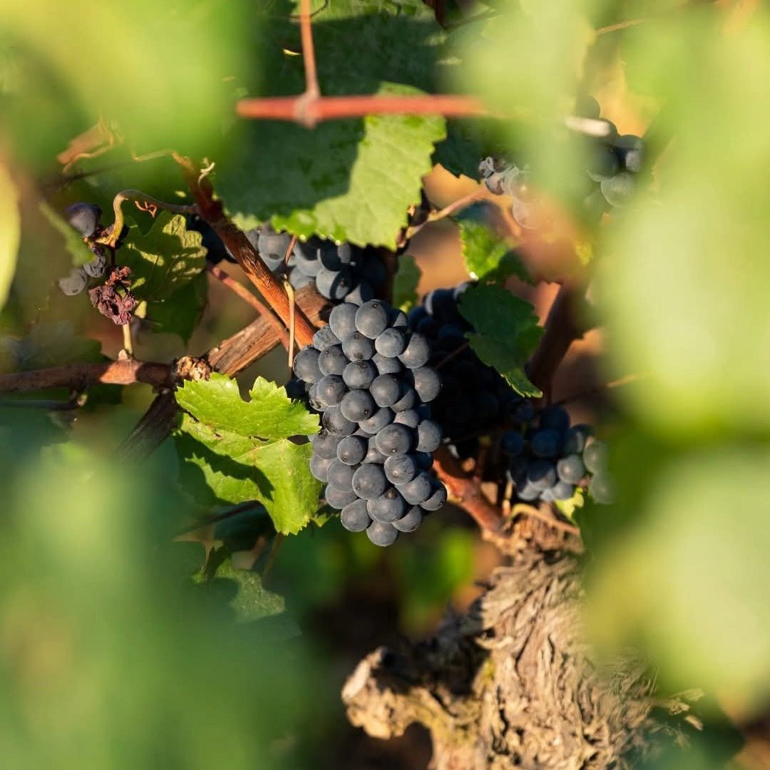 Joseph Drouhin Savigny - les - Beaune Clos des Godeaux - Latitude Wine & Liquor Merchant