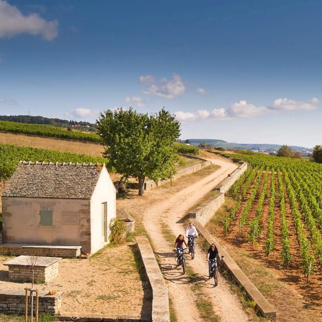 Joseph Drouhin Savigny - les - Beaune Clos des Godeaux - Latitude Wine & Liquor Merchant