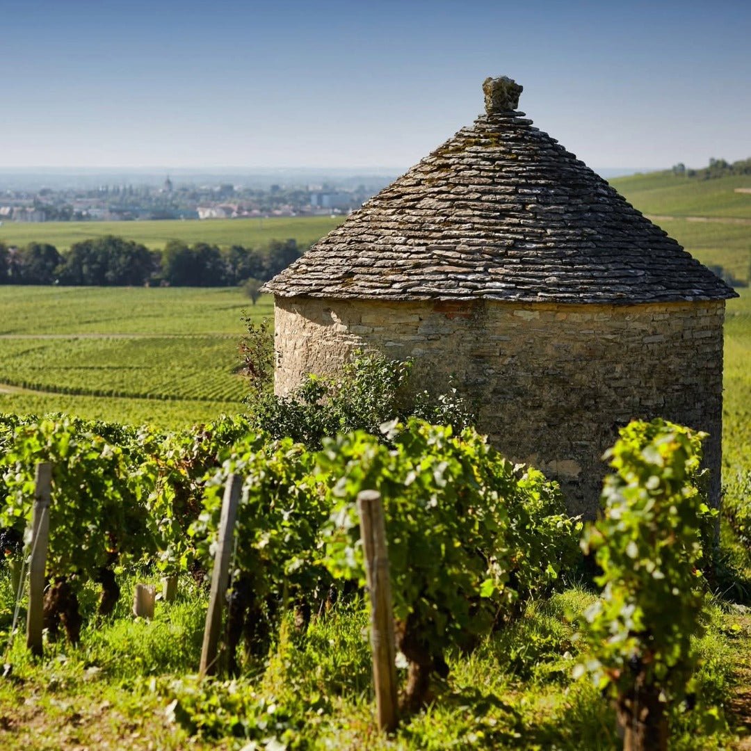 Joseph Drouhin Savigny - les - Beaune Clos des Godeaux - Latitude Wine & Liquor Merchant