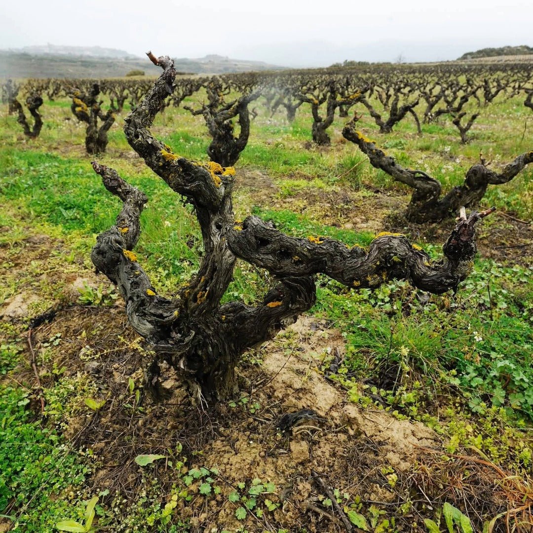 Juan Gil 18 Meses Blue Label Monastrell - Latitude Wine & Liquor Merchant