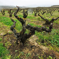 Juan Gil 18 Meses Blue Label Monastrell - Latitude Wine & Liquor Merchant