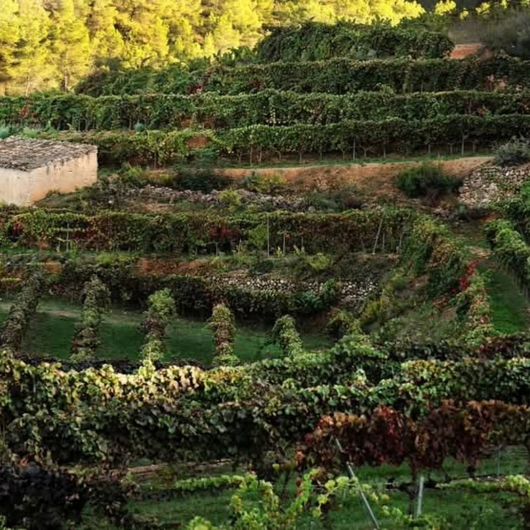 Juan Gil 18 Meses Blue Label Monastrell - Latitude Wine & Liquor Merchant