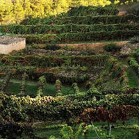 Juan Gil 18 Meses Blue Label Monastrell - Latitude Wine & Liquor Merchant