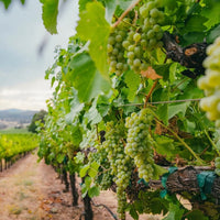 Kendall - Jackson Vinter's Reserve Zinfandel - Latitude Wine & Liquor Merchant