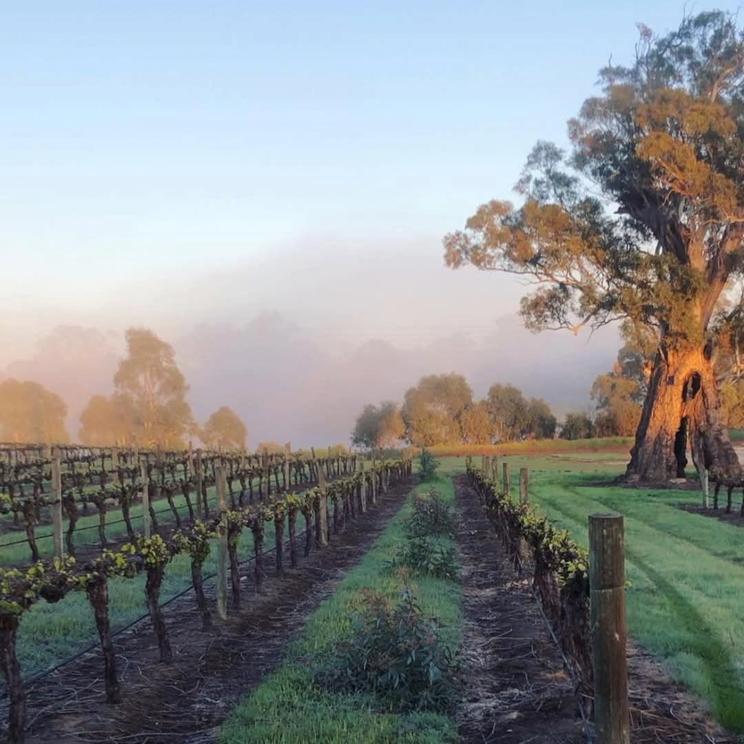 Kennedy Sons of Eden Barossa GSM - Latitude Wine & Liquor Merchant