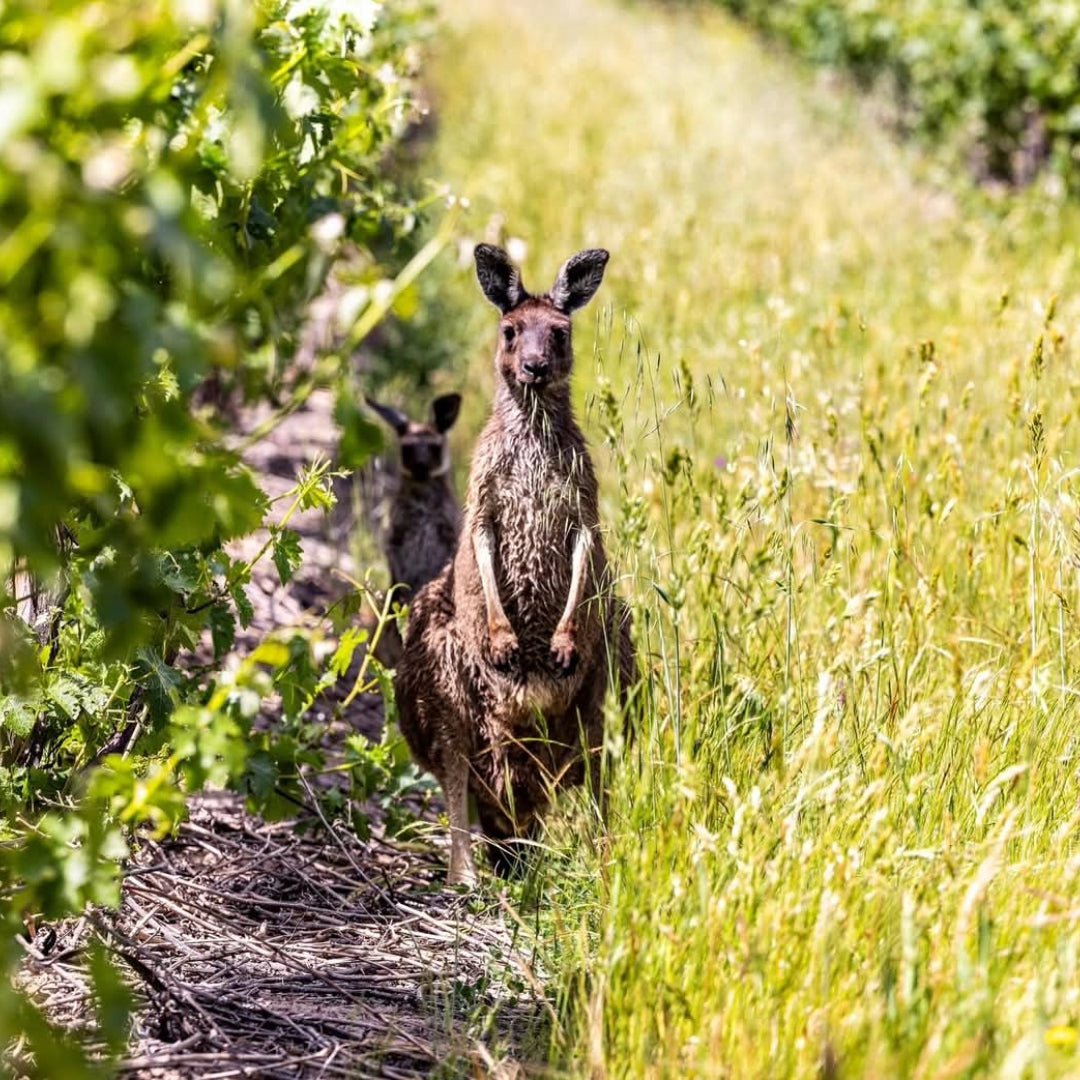 Kennedy Sons of Eden Barossa GSM - Latitude Wine & Liquor Merchant