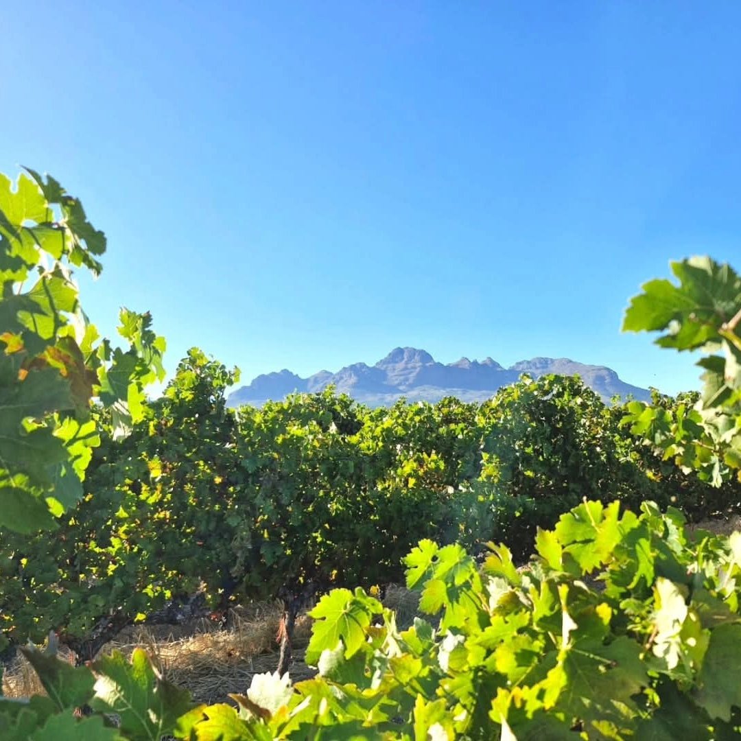 Kleine Zalze Barrel Fermented Chenin Blanc - Latitude Wine & Liquor Merchant
