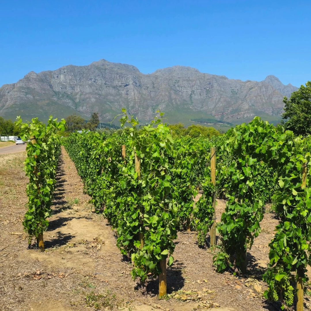 Kleine Zalze Barrel Fermented Chenin Blanc - Latitude Wine & Liquor Merchant