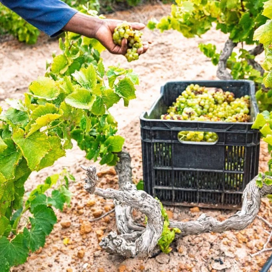 Kleine Zalze Barrel Fermented Chenin Blanc - Latitude Wine & Liquor Merchant