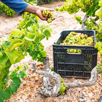 Kleine Zalze Barrel Fermented Chenin Blanc - Latitude Wine & Liquor Merchant