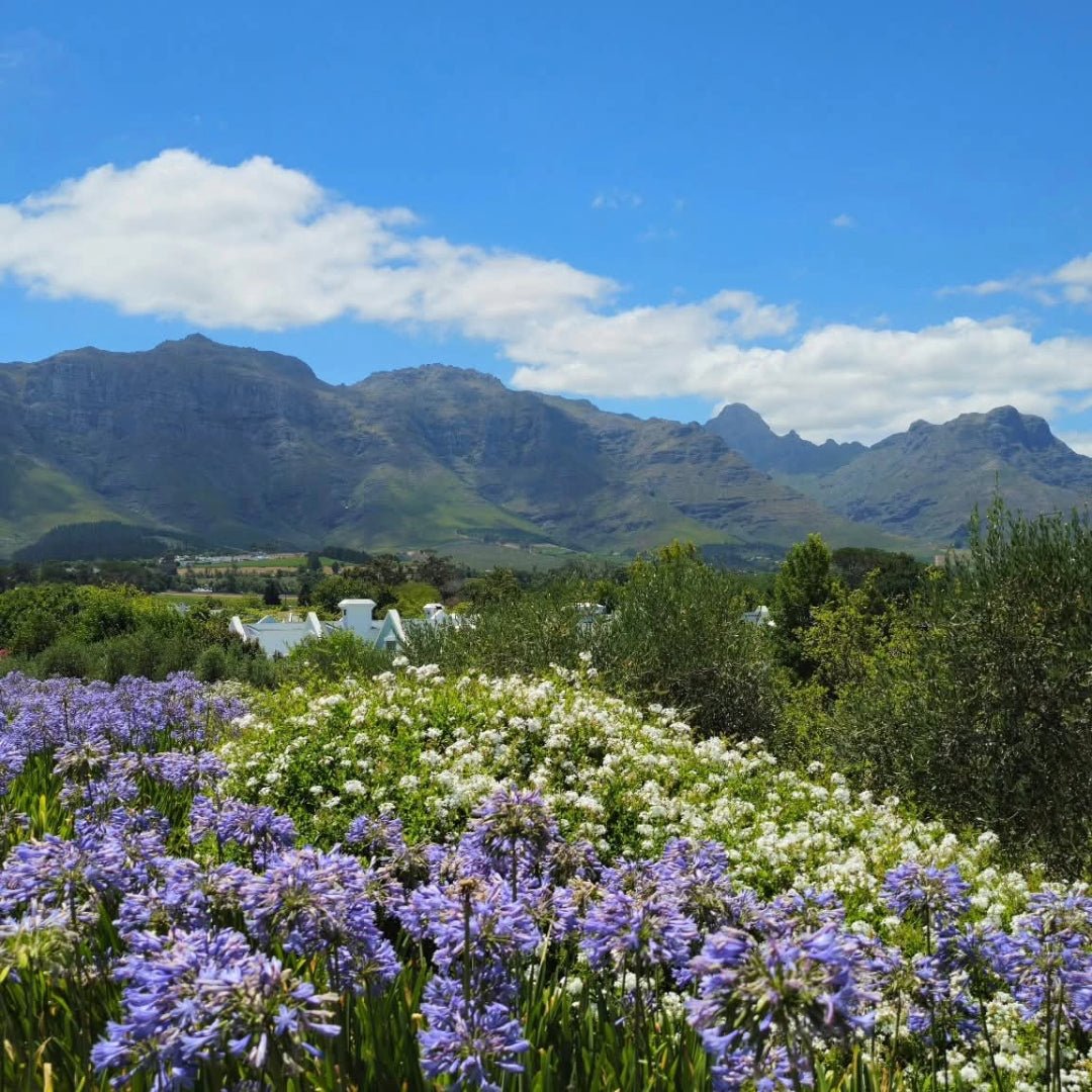 Kleine Zalze Barrel Fermented Chenin Blanc - Latitude Wine & Liquor Merchant