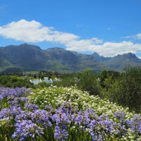 Kleine Zalze Barrel Fermented Chenin Blanc - Latitude Wine & Liquor Merchant