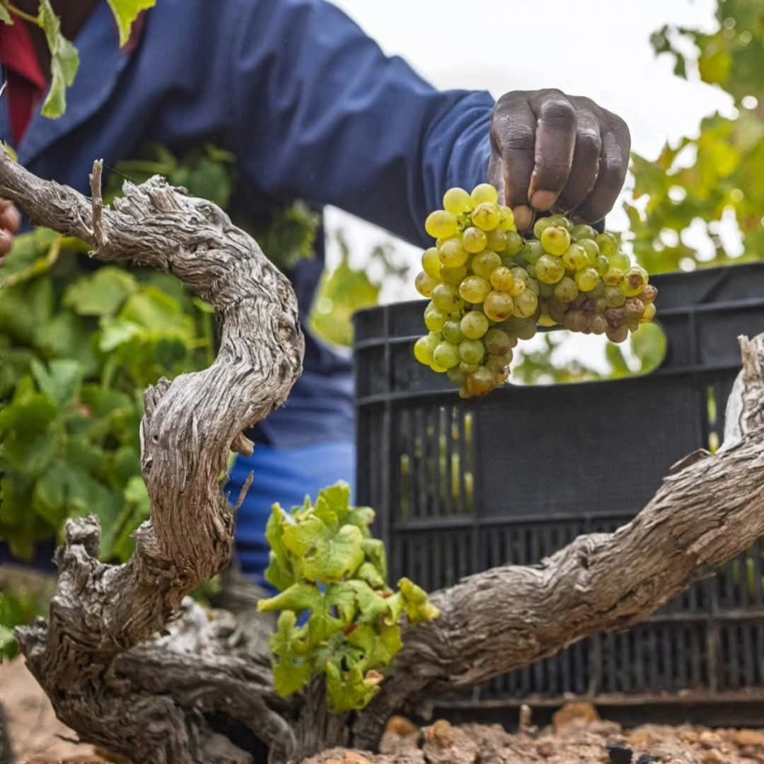 Kleine Zalze Barrel Fermented Chenin Blanc - Latitude Wine & Liquor Merchant