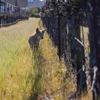 Klinker Brick Brickmason Lodi Blend - Latitude Wine & Liquor Merchant