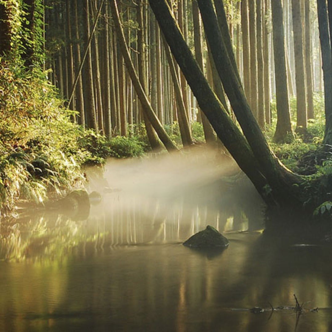 Kodakara Dry Ginger Liqueur - Latitude Wine & Liquor Merchant