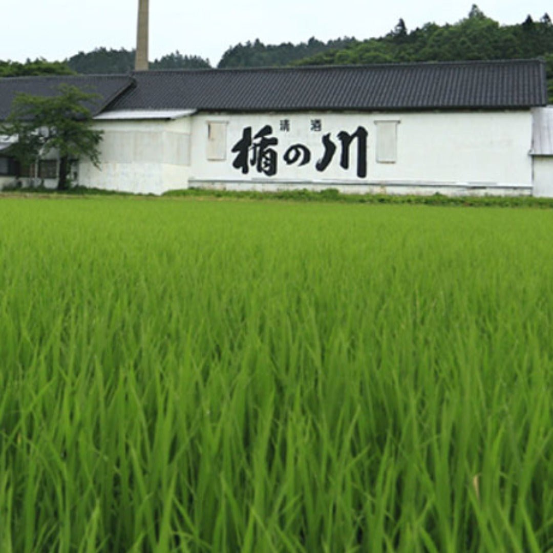 Kodakara Dry Ginger Liqueur - Latitude Wine & Liquor Merchant