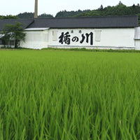 Kodakara Dry Ginger Liqueur - Latitude Wine & Liquor Merchant