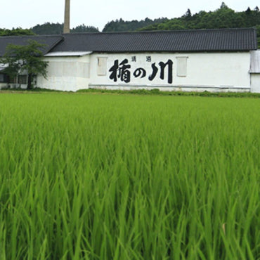 Kodakara Dry Ginger Liqueur - Latitude Wine & Liquor Merchant