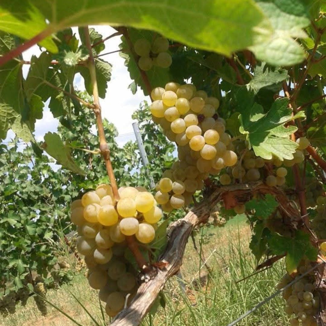 Ktima Apostolidi Karapapas Palaiochori Red - Latitude Wine & Liquor Merchant
