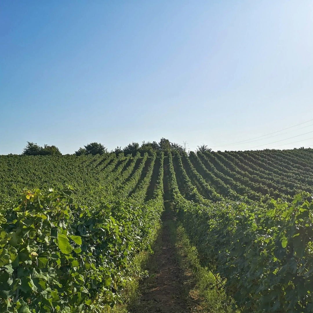 Ktima Apostolidi Malagouzia Palaiochori - Latitude Wine & Liquor Merchant