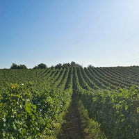 Ktima Apostolidi Malagouzia Palaiochori - Latitude Wine & Liquor Merchant