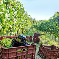 Ktima Apostolidi Malagouzia Palaiochori - Latitude Wine & Liquor Merchant