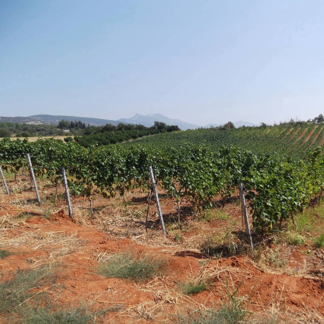 Ktima Apostolidi Malagouzia Palaiochori - Latitude Wine & Liquor Merchant