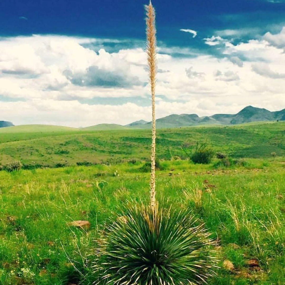 La Higuera Sotol - Dasylirion Wheeleri - Latitude Wine & Liquor Merchant