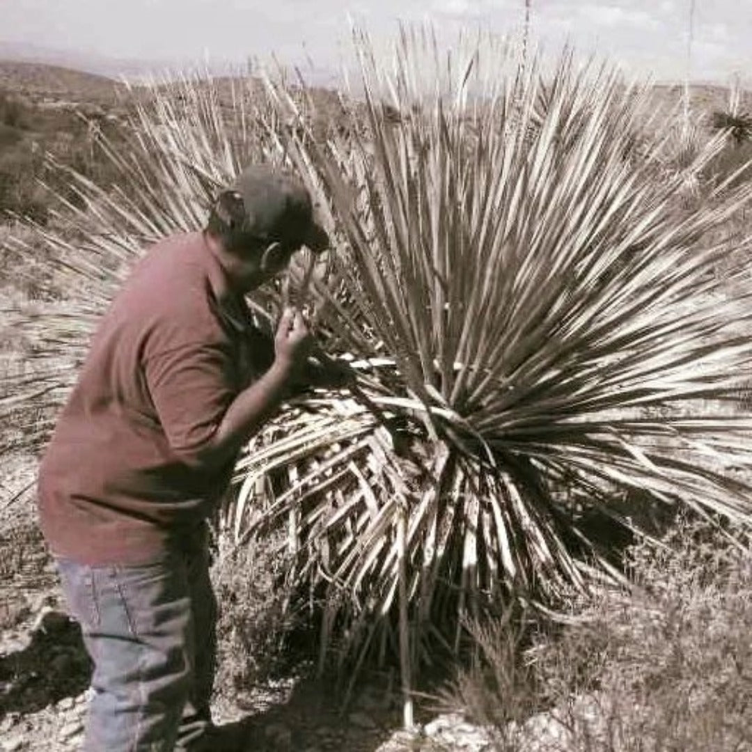 La Higuera Sotol - Dasylirion Wheeleri - Latitude Wine & Liquor Merchant