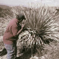 La Higuera Sotol - Dasylirion Wheeleri - Latitude Wine & Liquor Merchant