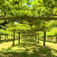 La Huida Albarino - Latitude Wine & Liquor Merchant