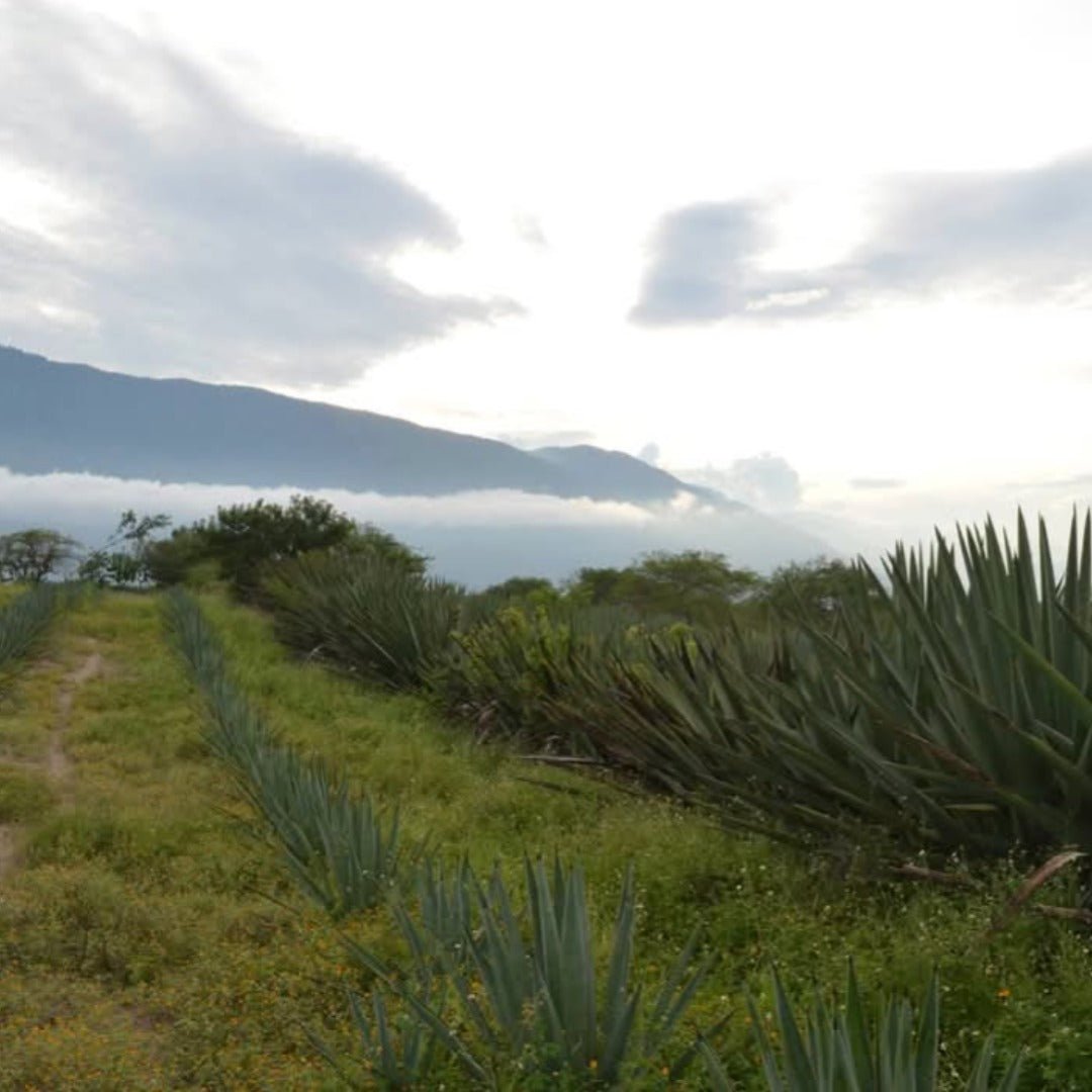 La Venenosa Sur - Sierra Volcanes De Jalisco - Latitude Wine & Liquor Merchant