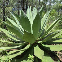 La Venenosa Sur - Sierra Volcanes De Jalisco - Latitude Wine & Liquor Merchant