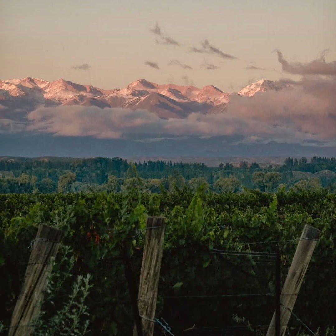 Las Estelas Leticia Malbec Del Valle - Latitude Wine & Liquor Merchant