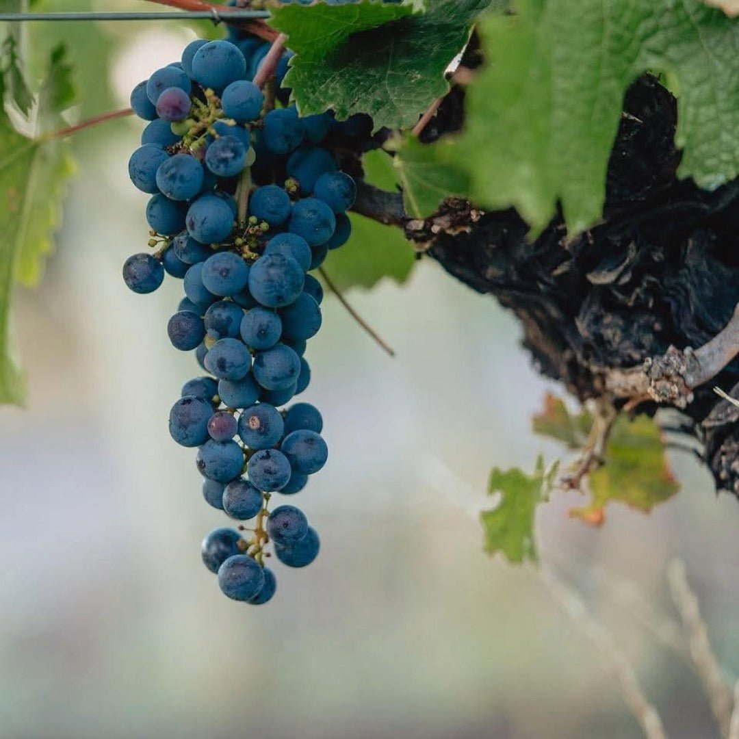 Las Estelas Leticia Malbec Del Valle - Latitude Wine & Liquor Merchant