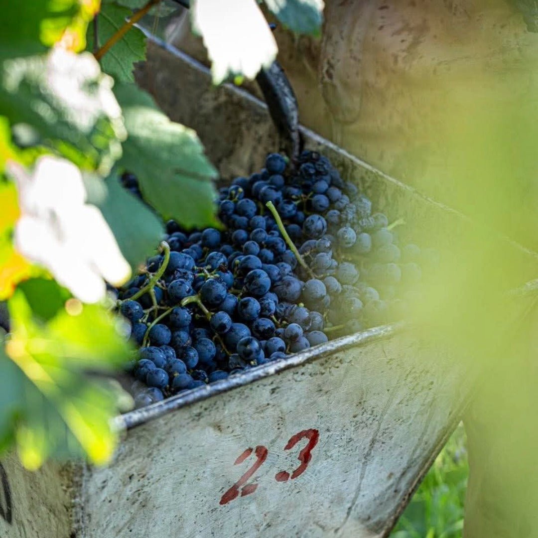 Las Estelas Leticia Malbec Del Valle - Latitude Wine & Liquor Merchant