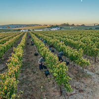 Le Riche Stellenbosch Cabernet Sauvignon - Latitude Wine & Liquor Merchant