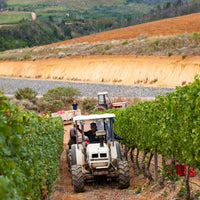 Le Riche Stellenbosch Cabernet Sauvignon - Latitude Wine & Liquor Merchant