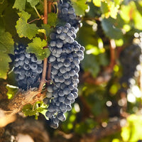 Le Riche Stellenbosch Cabernet Sauvignon - Latitude Wine & Liquor Merchant