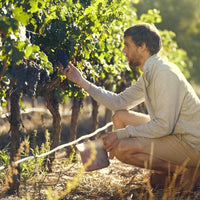 Le Riche Stellenbosch Cabernet Sauvignon - Latitude Wine & Liquor Merchant