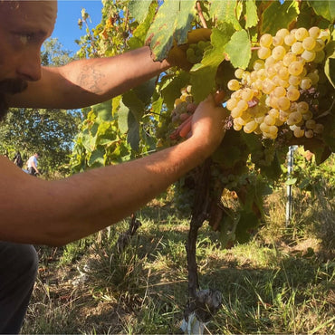 Le Roc Ambulle Negrette Petillant - Latitude Wine & Liquor Merchant