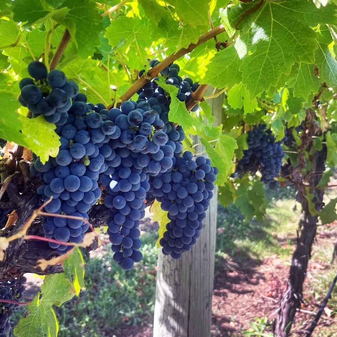 Leconfield Syn Sparkling Shiraz Latitude Wine Liquor Merchant