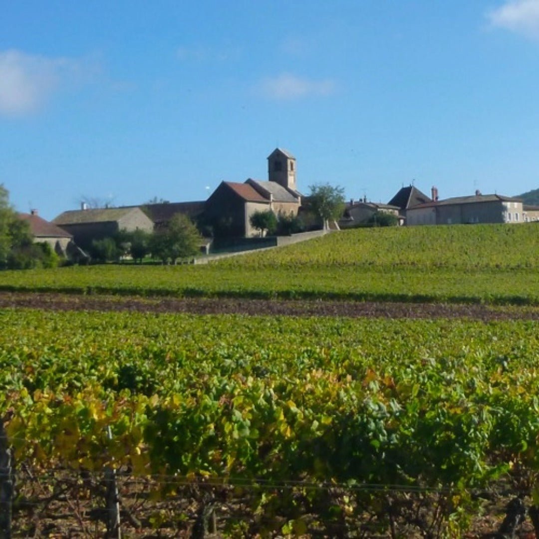 Les Vignerons d'Ige Saint - Veran La Grande Bruyere - Latitude Wine & Liquor Merchant