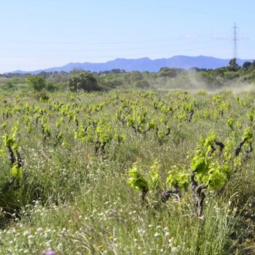 Llunari Herencia Altes - Latitude Wine & Liquor Merchant