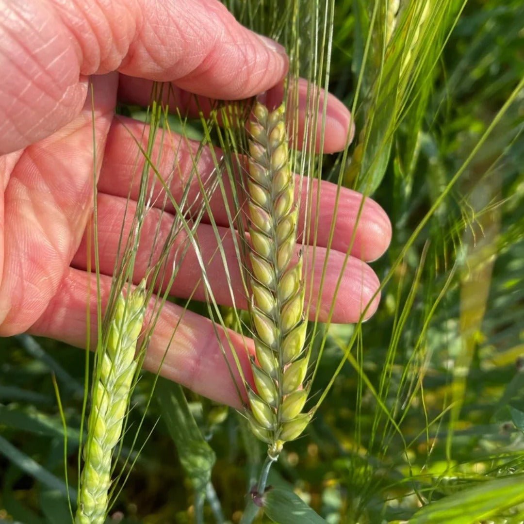 Lochlea Cask Strength Batch 3 - Latitude Wine & Liquor Merchant