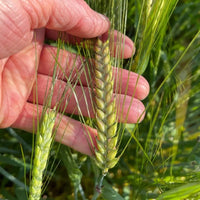 Lochlea Cask Strength Batch 3 - Latitude Wine & Liquor Merchant