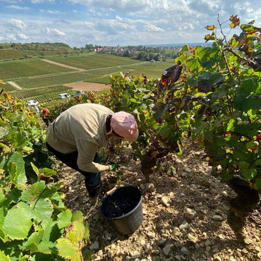 Louis Jadot Beaune Rouge Premier Cru - Latitude Wine & Liquor Merchant