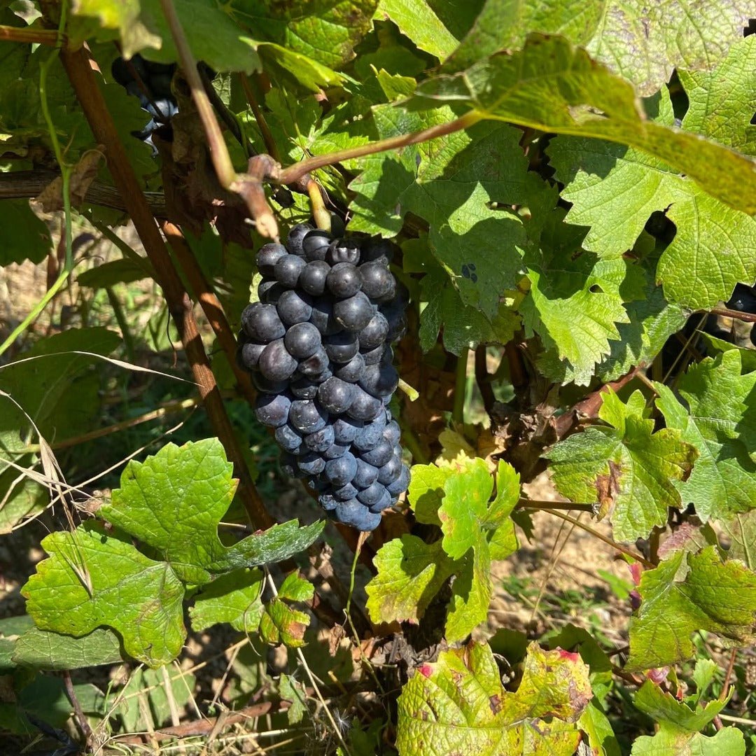 Louis Jadot Beaune Rouge Premier Cru - Latitude Wine & Liquor Merchant