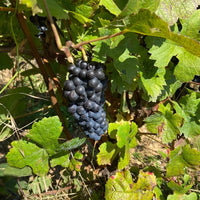 Louis Jadot Beaune Rouge Premier Cru - Latitude Wine & Liquor Merchant