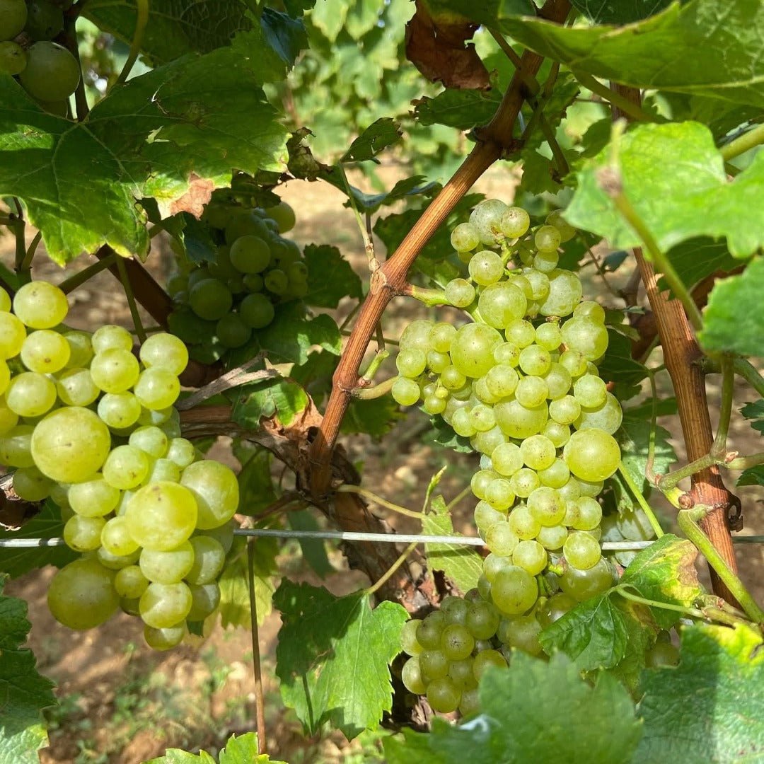 Louis Jadot Beaune Rouge Premier Cru - Latitude Wine & Liquor Merchant